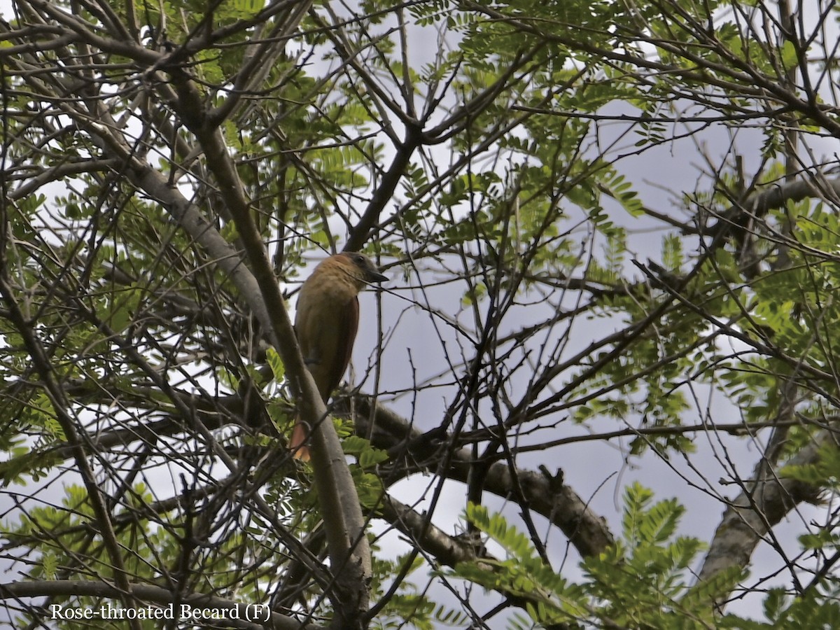 Rose-throated Becard - ML595781521