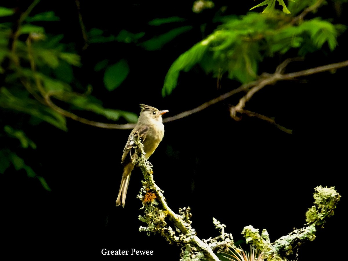 Greater Pewee - ML595781701
