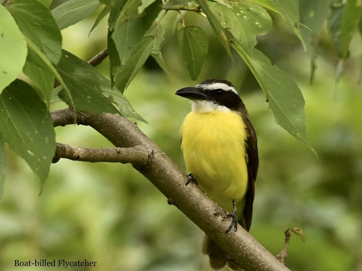 Boat-billed Flycatcher - ML595781821