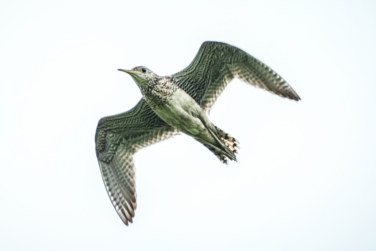 Upland Sandpiper - ML595781871