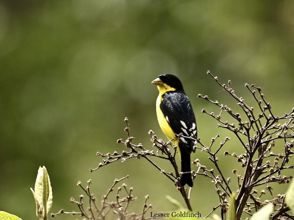 Lesser Goldfinch - ML595782091