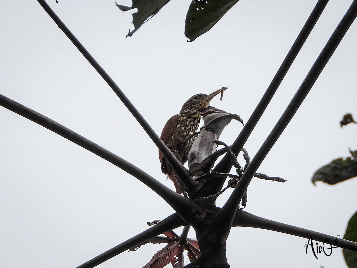 Streak-headed Woodcreeper - ML595782351