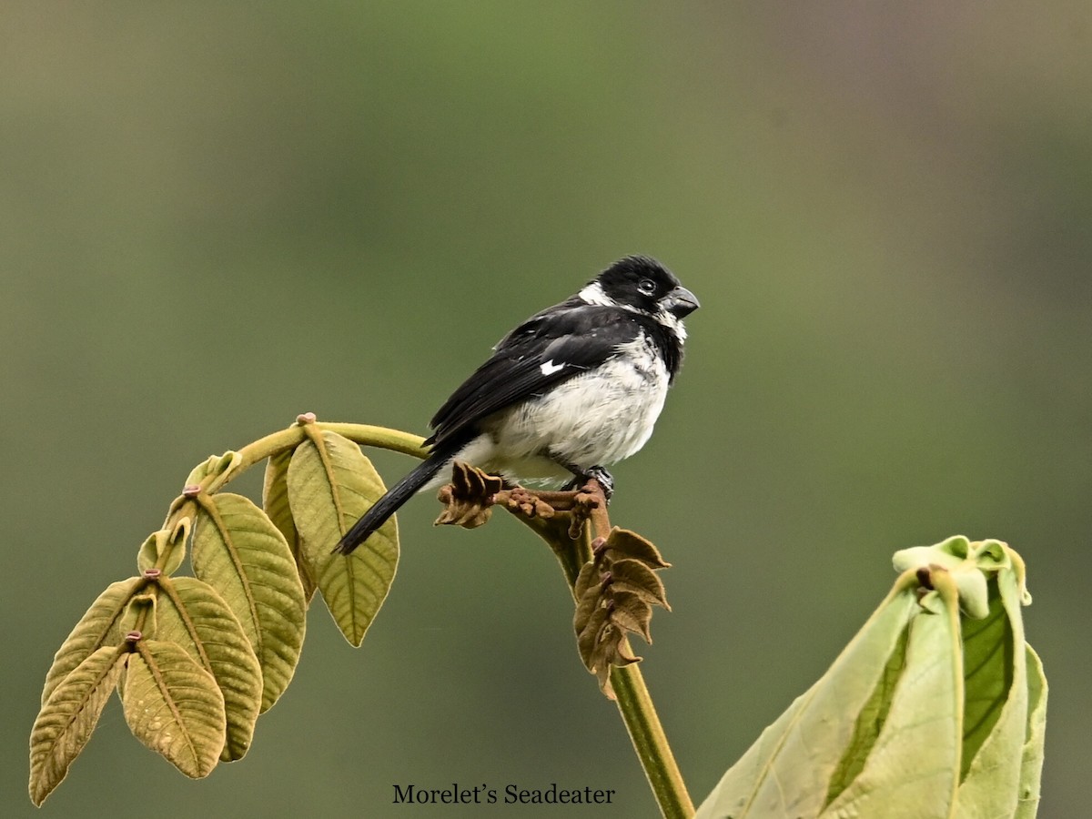 Morelet's Seedeater - ML595782471