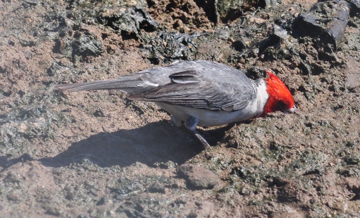 Red-crested Cardinal - ML59578251