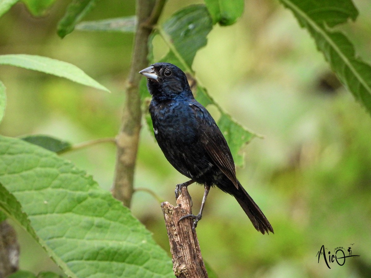 Blue-black Grassquit - ML595782611