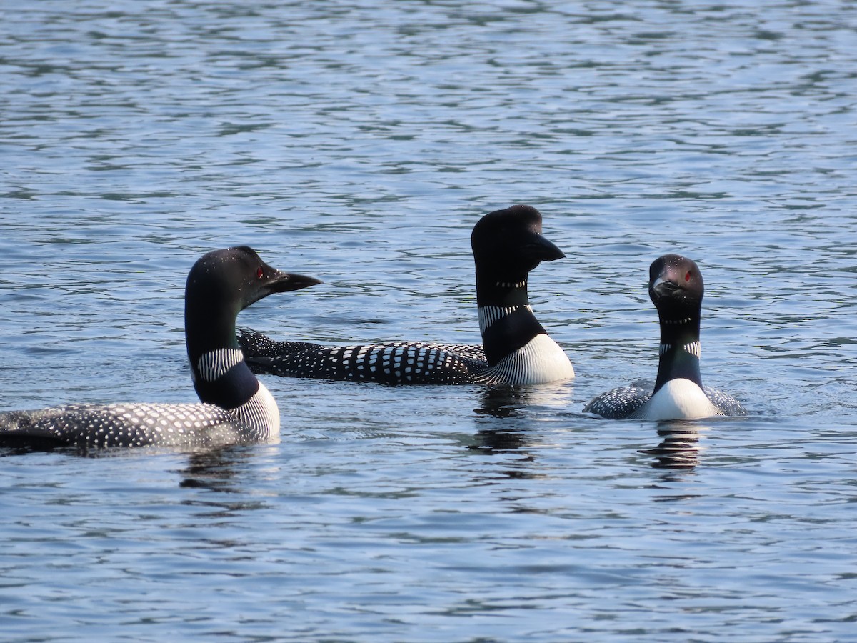 Plongeon huard - ML595782631