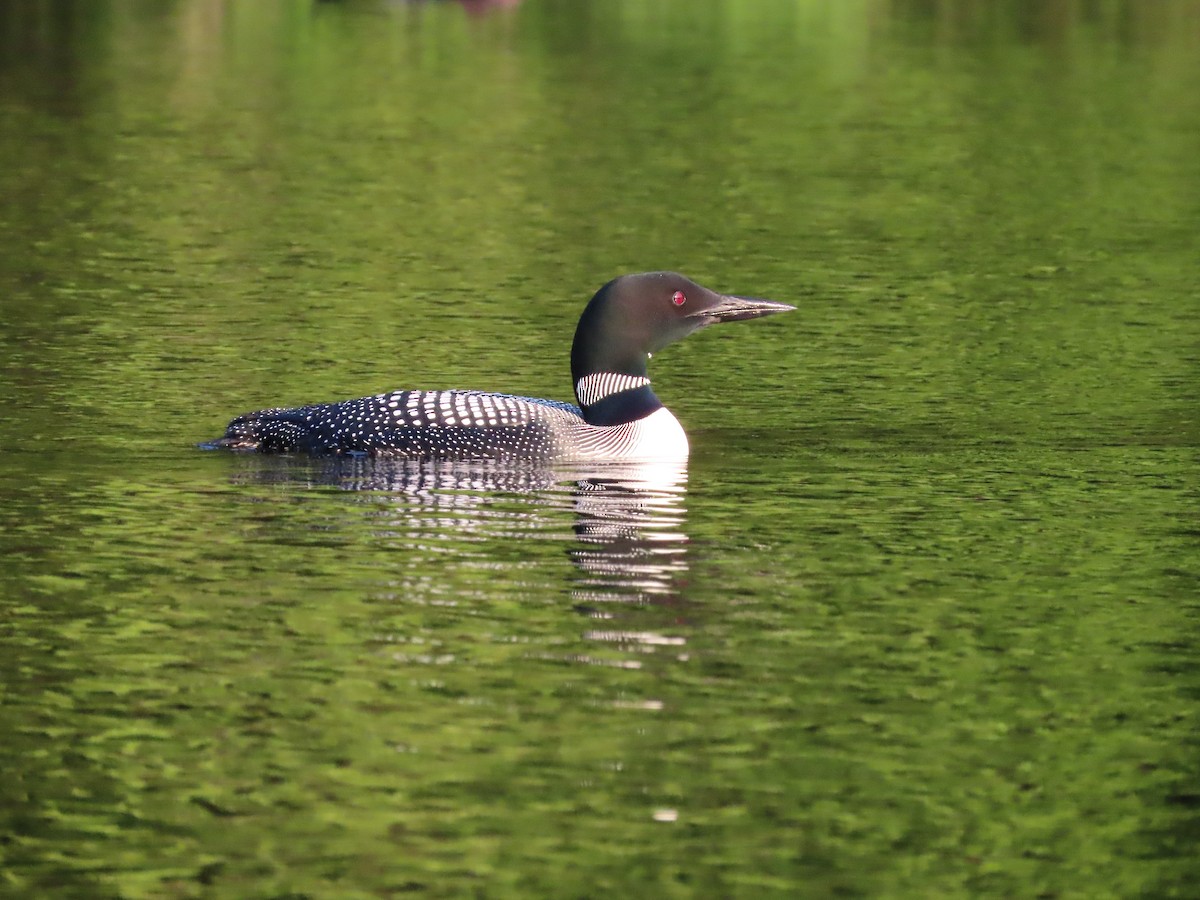 Plongeon huard - ML595782641