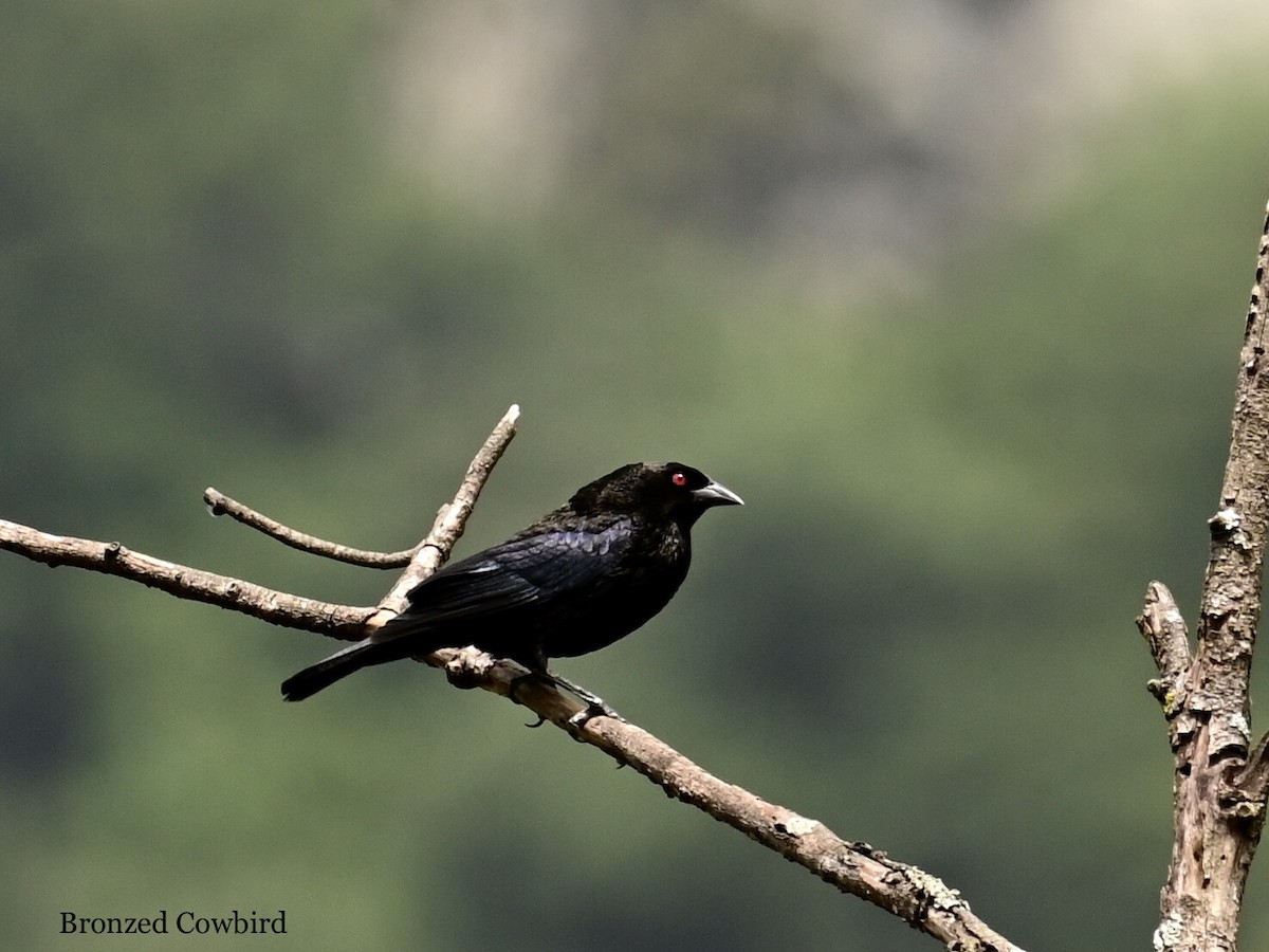 Bronzed Cowbird (Bronzed) - ML595782811