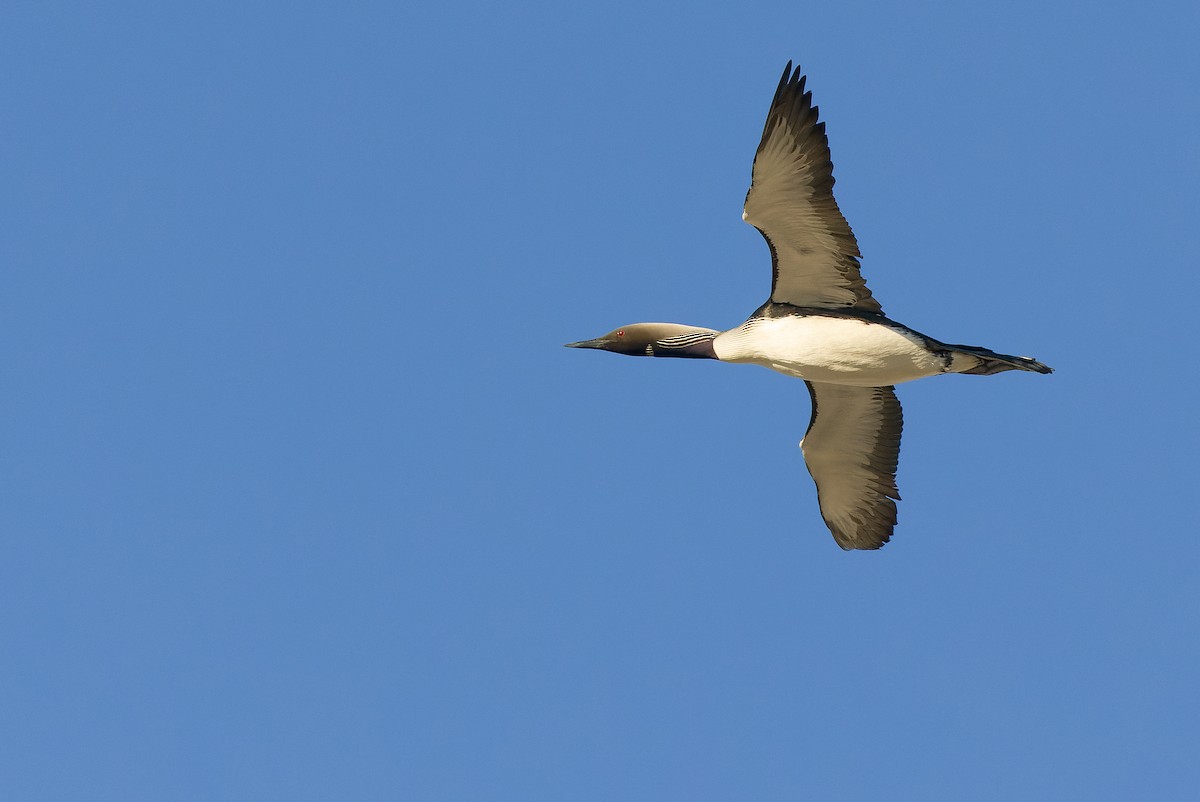 Pacific Loon - ML595783681