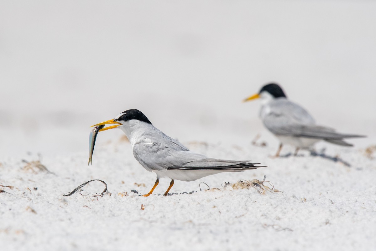 Least Tern - ML595783921