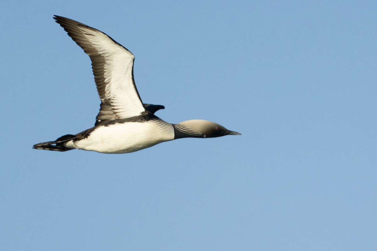 Pacific Loon - Joachim Bertrands