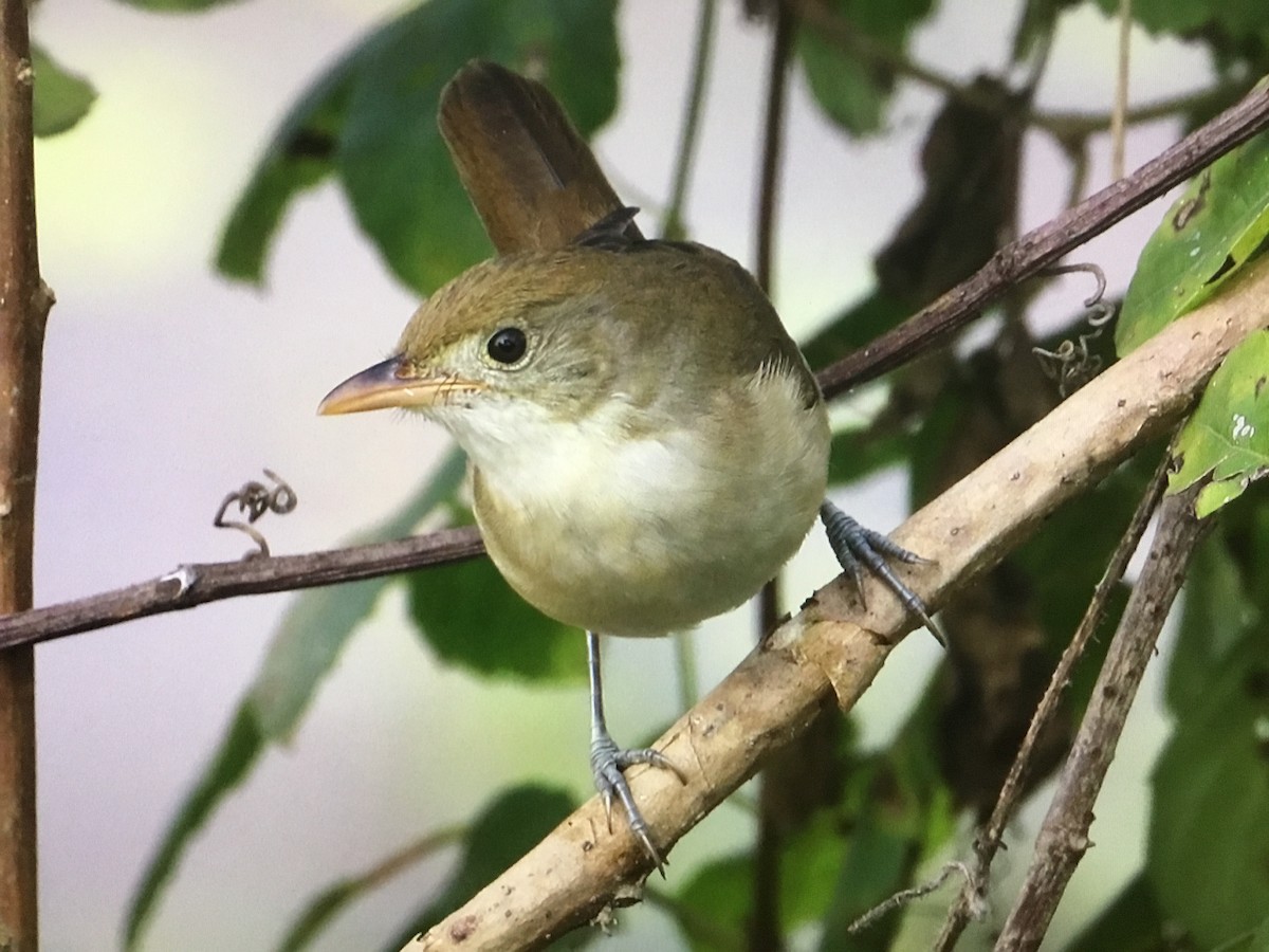 Thick-billed Warbler - Snehes Bhoumik