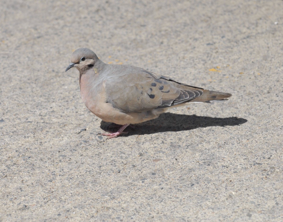 Eared Dove - ML595784931