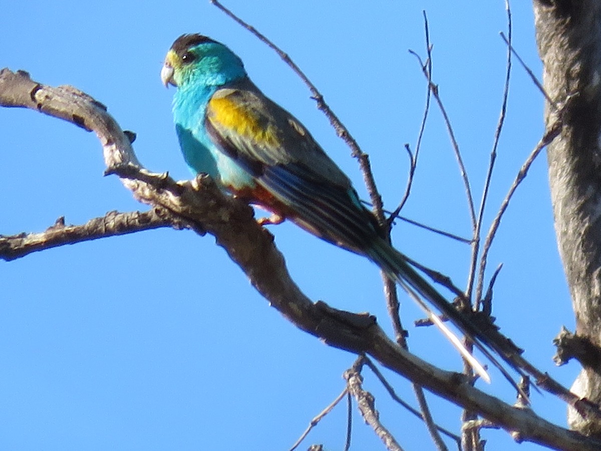Golden-shouldered Parrot - ML59578511