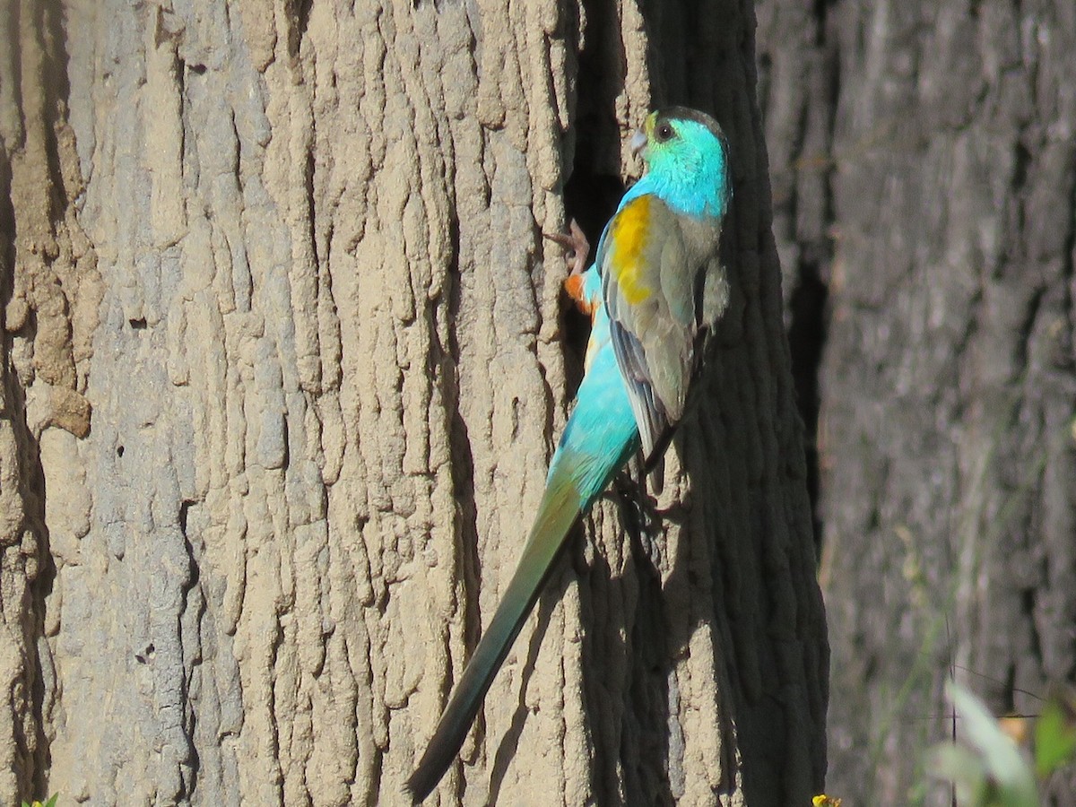 Golden-shouldered Parrot - ML59578531