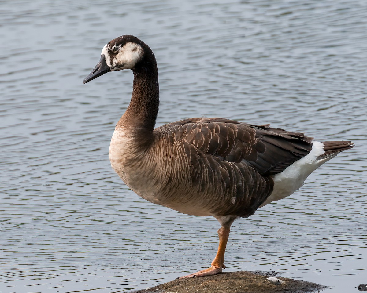Swan Goose x Canada Goose (hybrid) - Andy Wilson