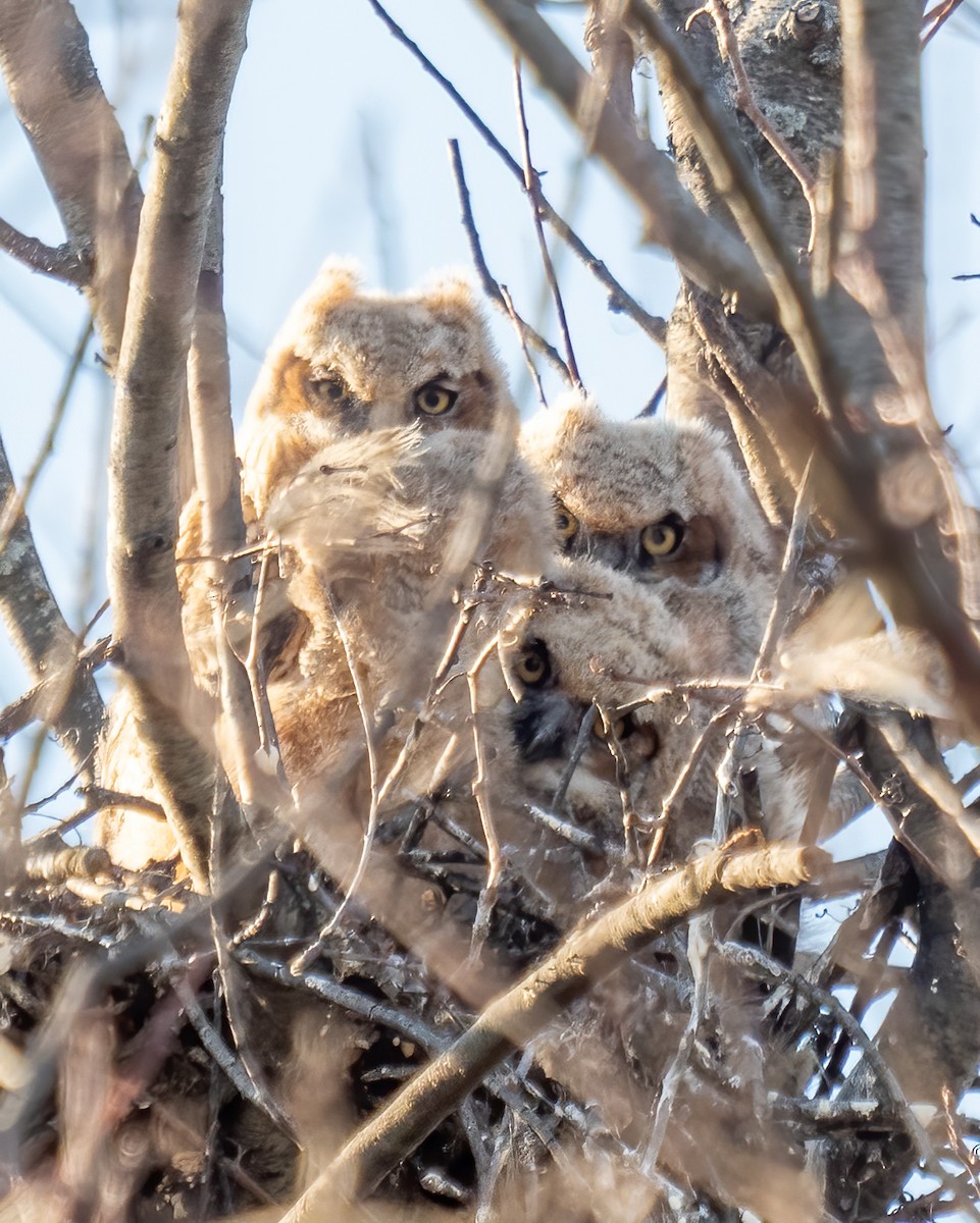 Great Horned Owl - ML595786581