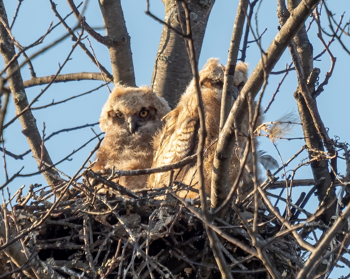 Great Horned Owl - ML595786591