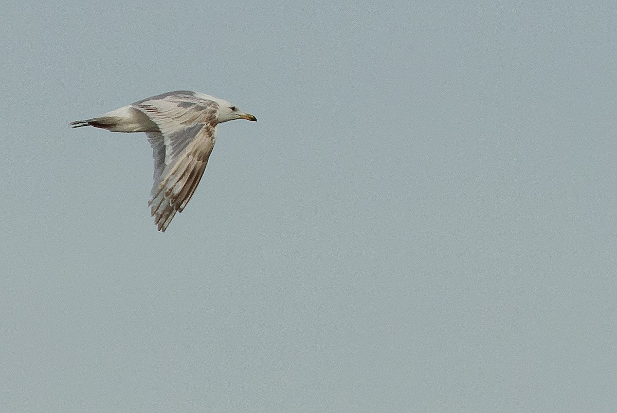 Iceland Gull (Thayer's) - ML595787191