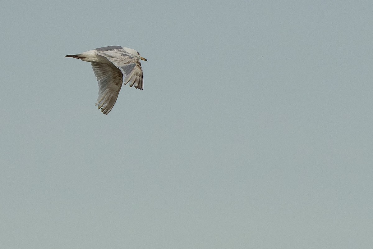 Iceland Gull (Thayer's) - ML595787221