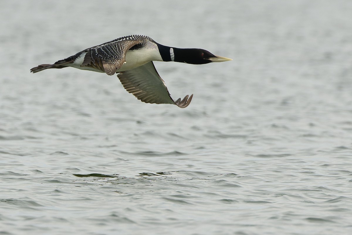 Yellow-billed Loon - ML595788051