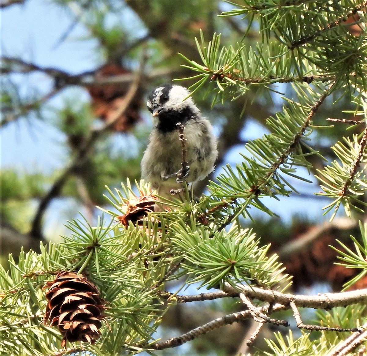 Mountain Chickadee - ML595788261