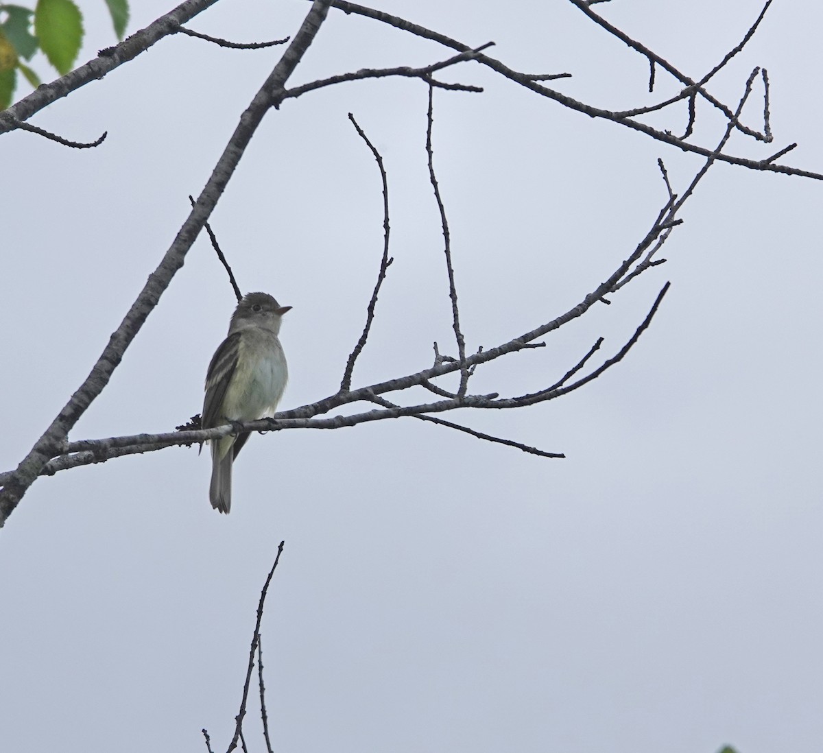 Alder Flycatcher - Jean-Francois Piche