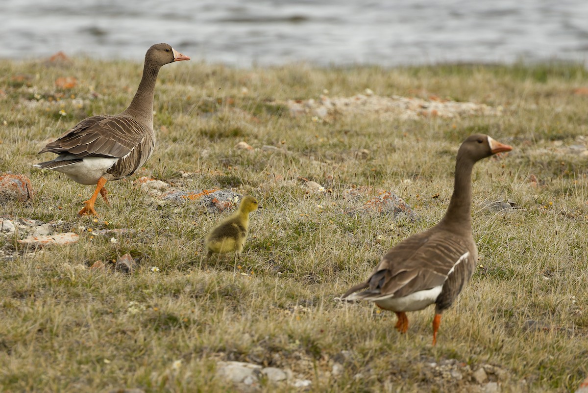 Greater White-fronted Goose - Joachim Bertrands