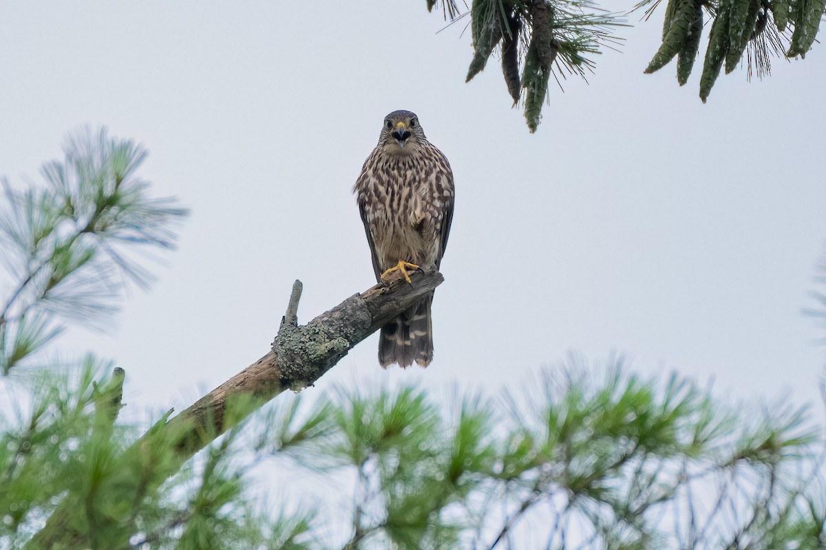 Merlin - Shori Velles