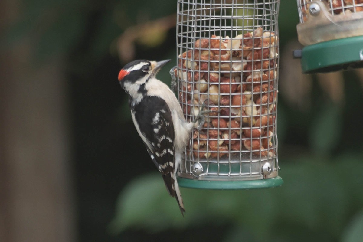 Downy Woodpecker - ML595790351