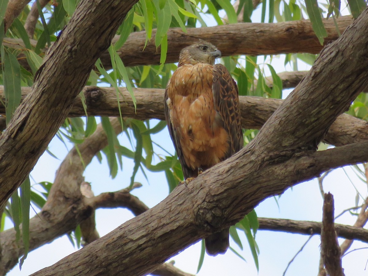 Red Goshawk - ML59579051
