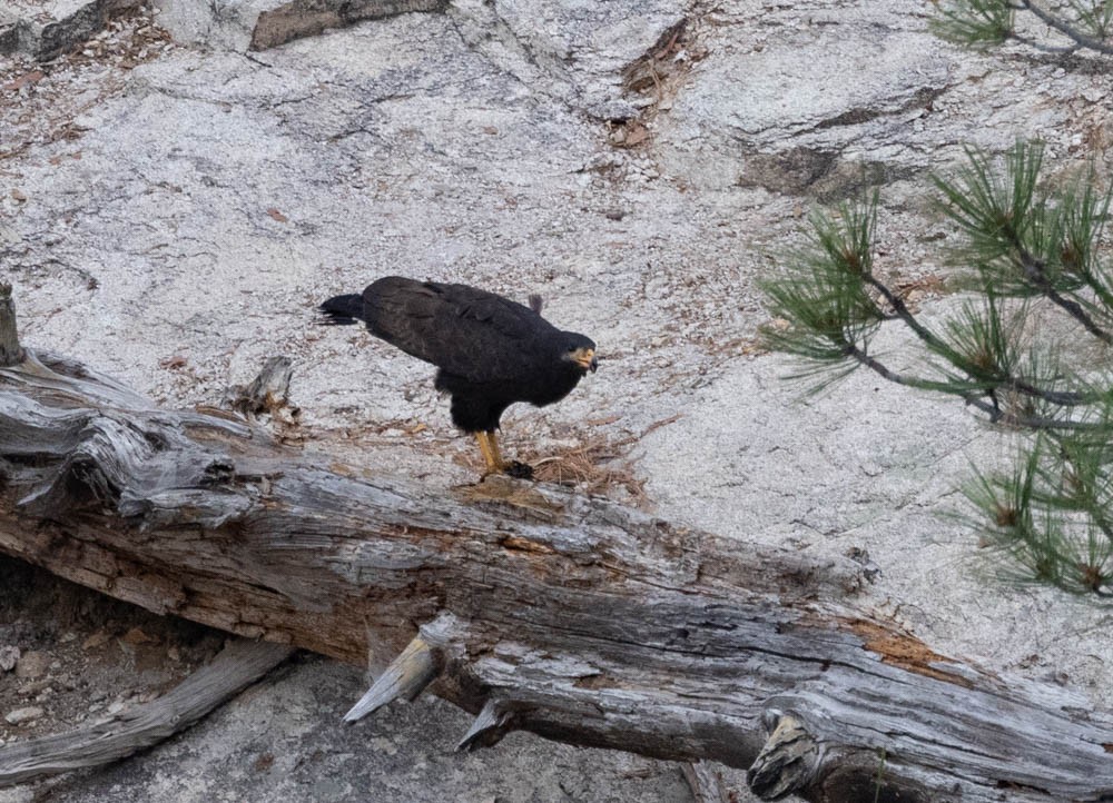 Common Black Hawk - Marty Herde