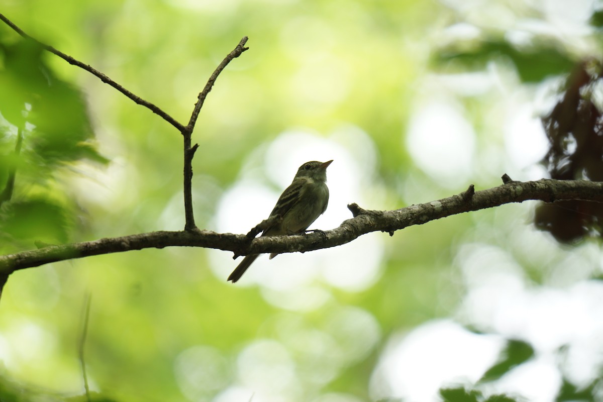 Acadian Flycatcher - ML595791291