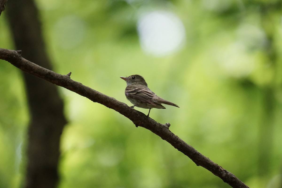 Acadian Flycatcher - ML595791301