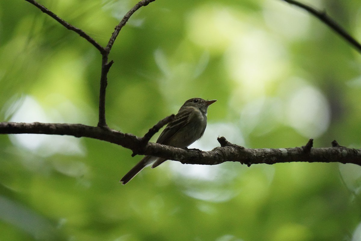 Acadian Flycatcher - ML595791311