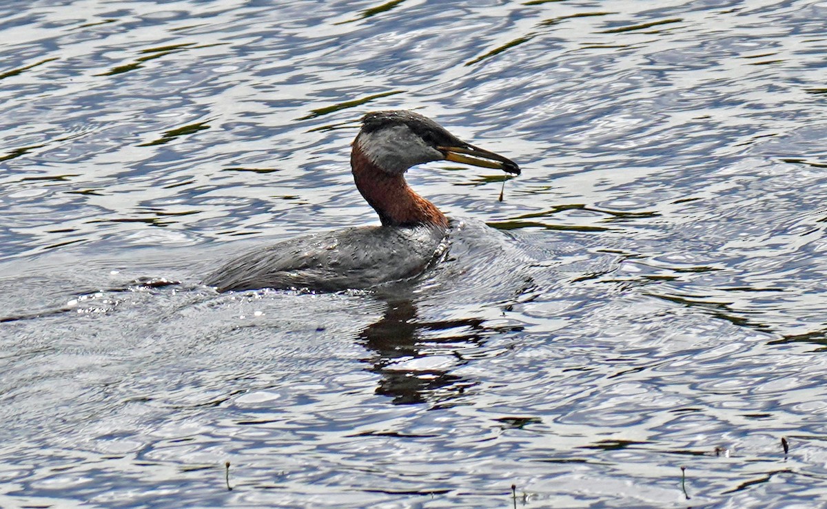 Red-necked Grebe - Susan Iannucci