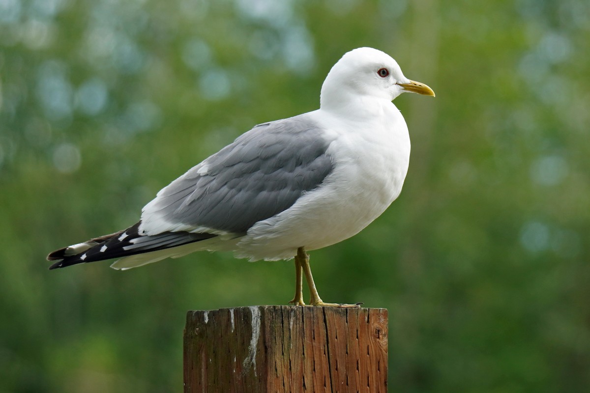 Short-billed Gull - Susan Iannucci