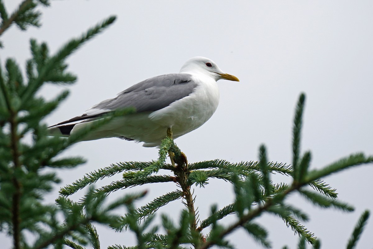 Short-billed Gull - Susan Iannucci