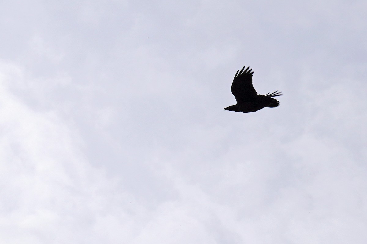 Common Raven - ML595791911