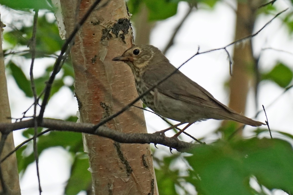 Swainson's Thrush - Susan Iannucci