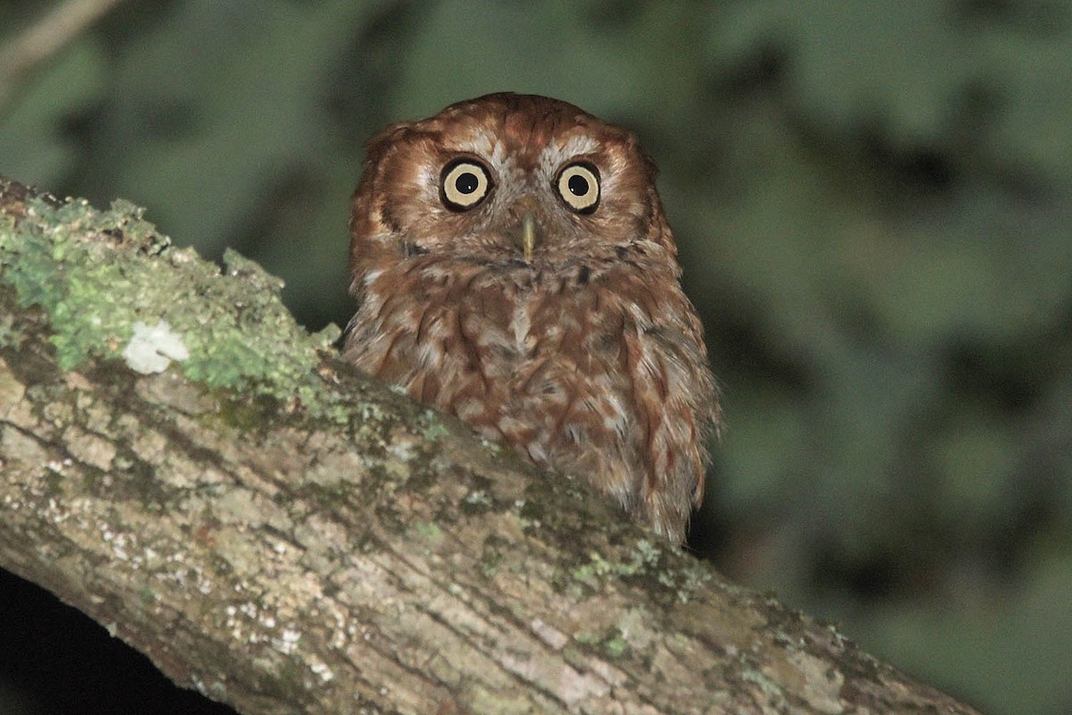 Eastern Screech-Owl - Troy Hibbitts