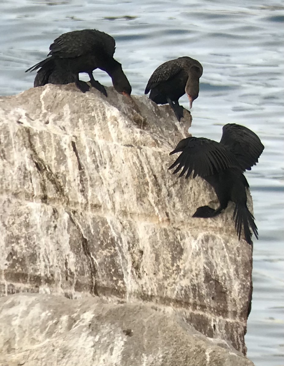 Bank Cormorant - Marjorie Rapp