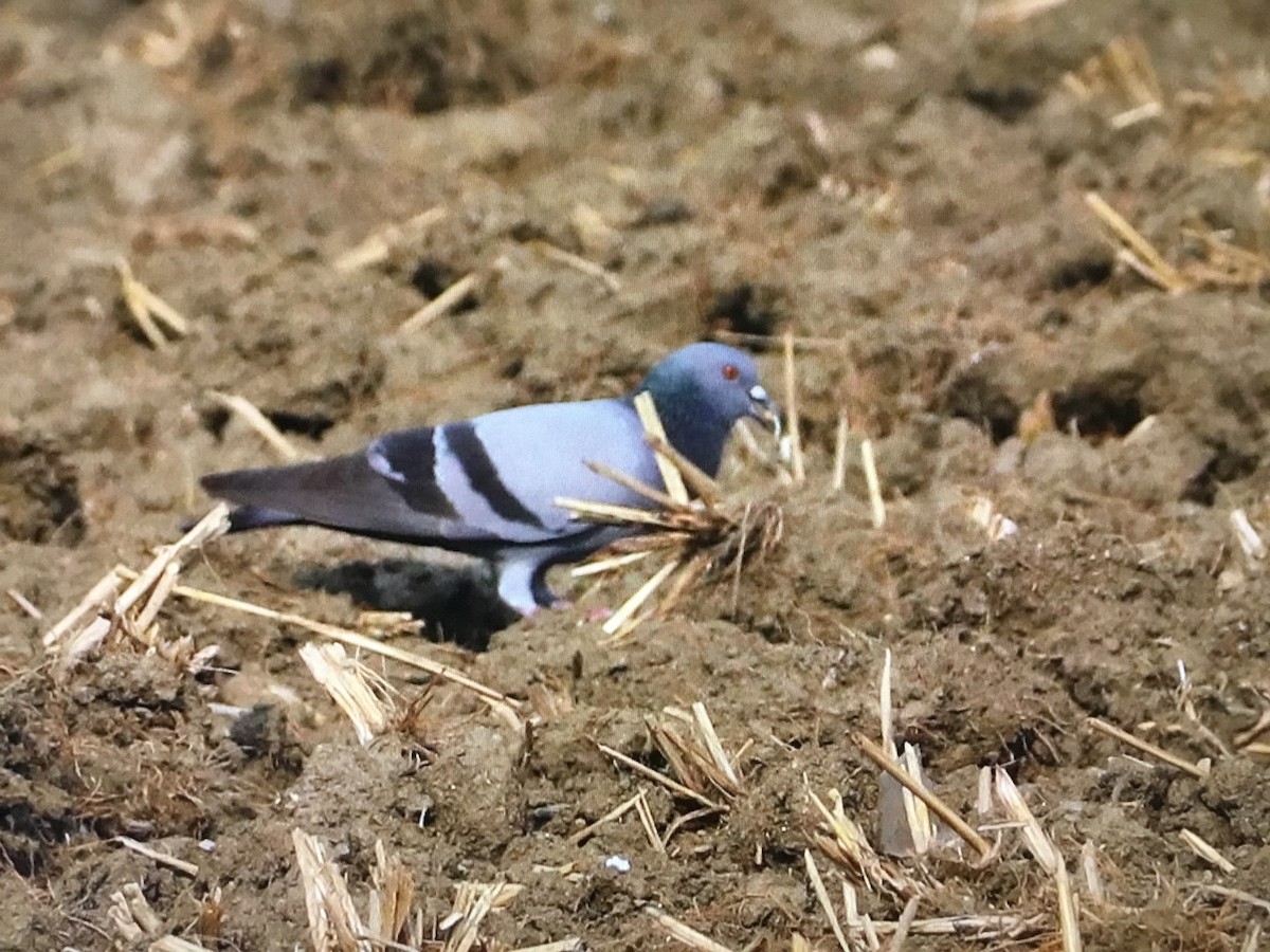 Rock Pigeon (Feral Pigeon) - ML595793231