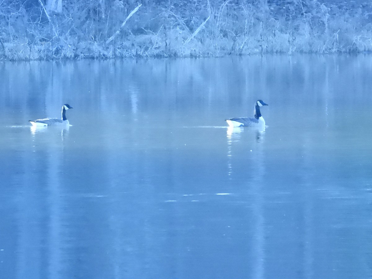 Canada Goose - ML595793681