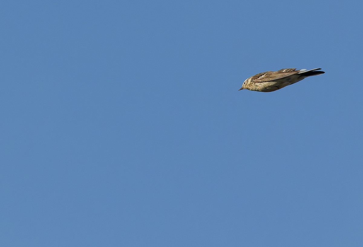 American Pipit - Joachim Bertrands