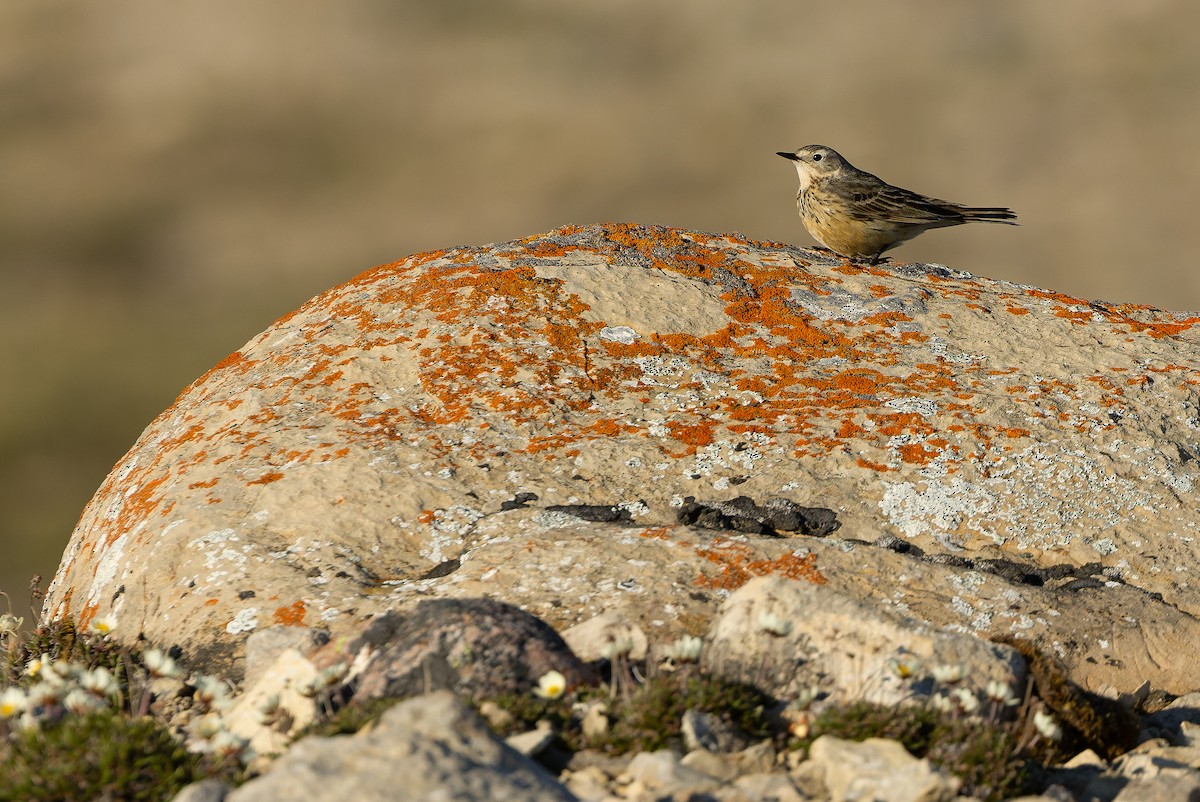 American Pipit - Joachim Bertrands