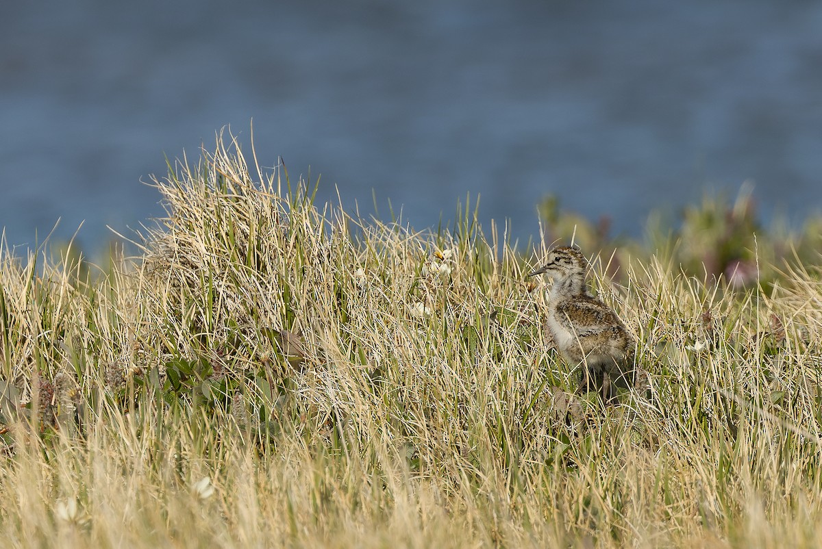 Baird's Sandpiper - Joachim Bertrands | Ornis Birding Expeditions