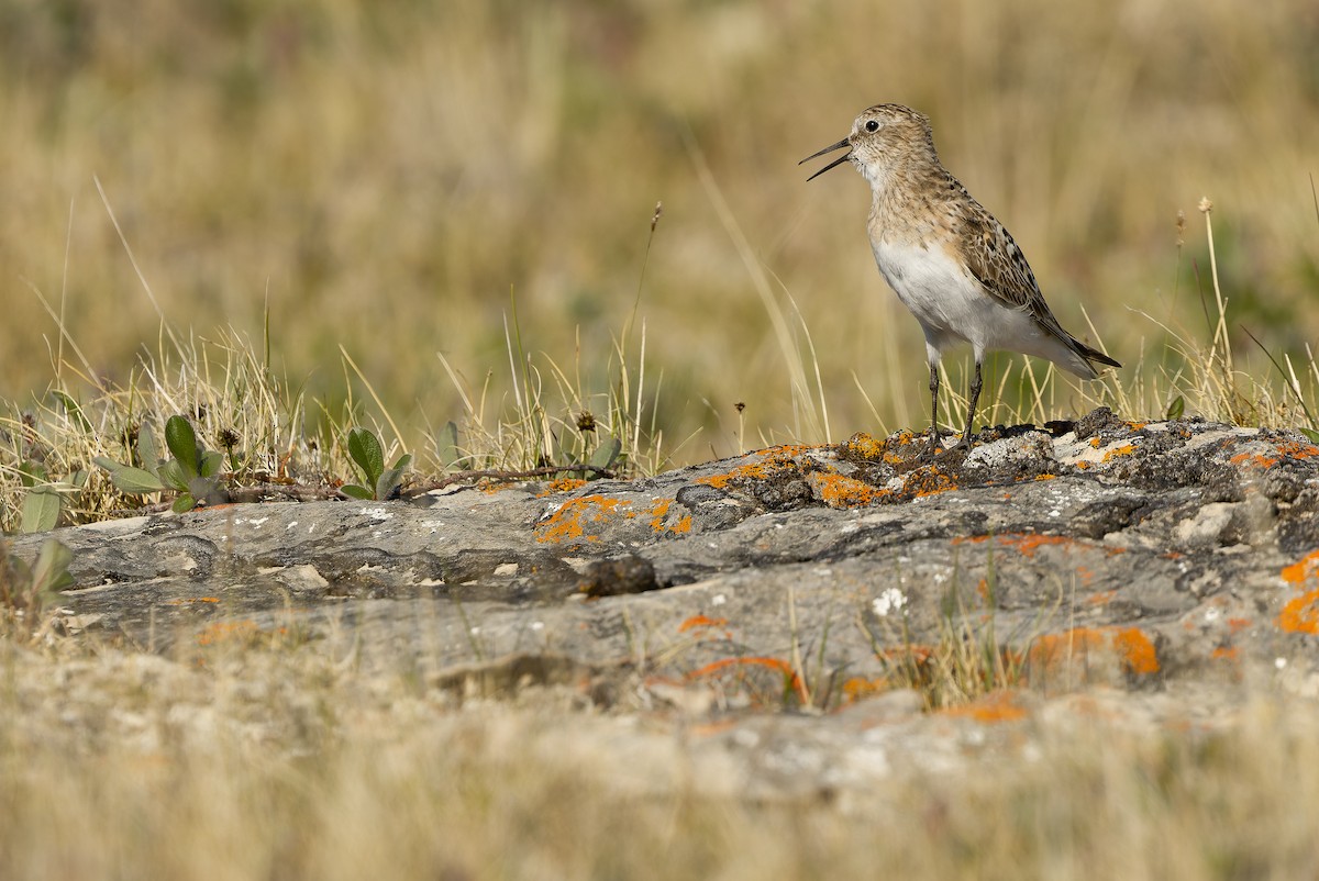 Baird's Sandpiper - Joachim Bertrands