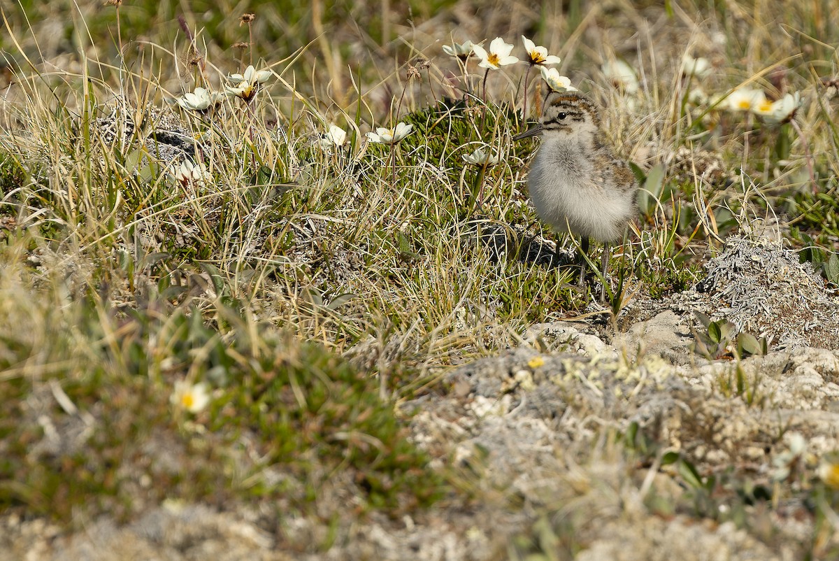 Baird's Sandpiper - Joachim Bertrands