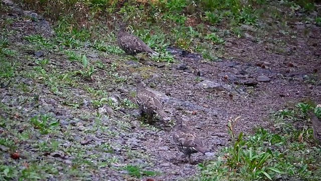 Dusky Grouse - ML595794071